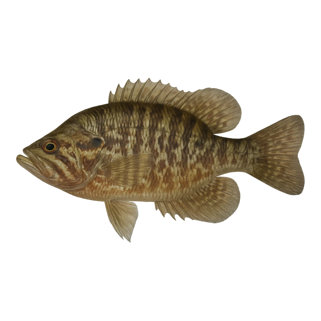 Warmouth