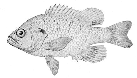 Warmouth