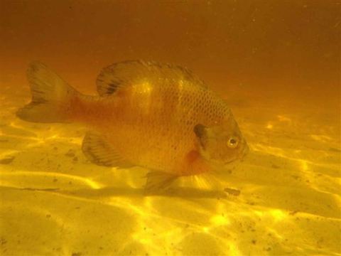 Bluegill