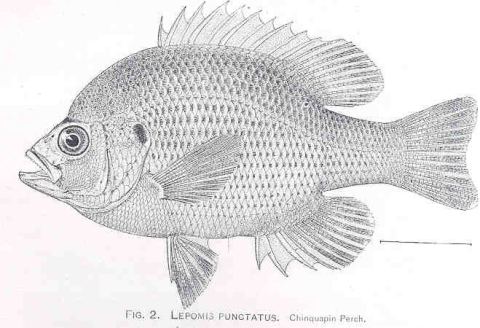Spotted Sunfish