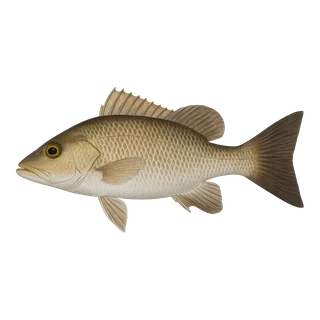 Gray Snapper