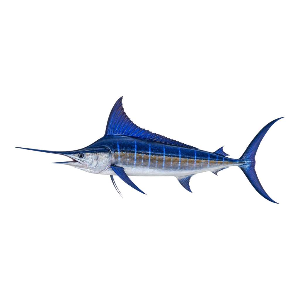 Blue Marlin