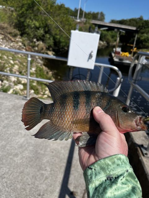 Mayan Cichlid