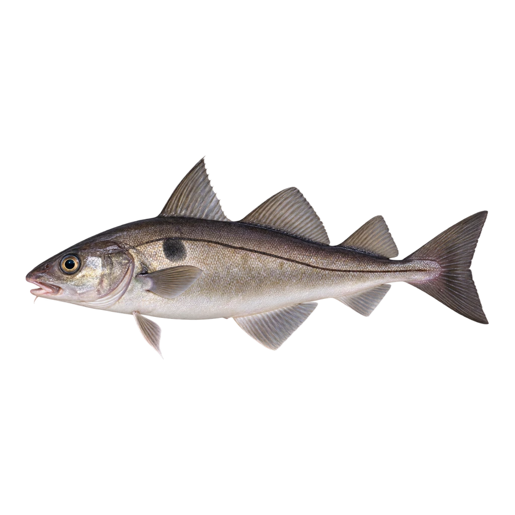 Haddock