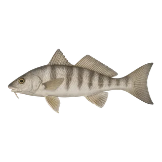 Northern Kingfish