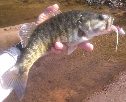Bass de shoal