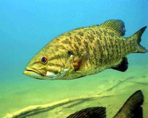 Bass de boca chica