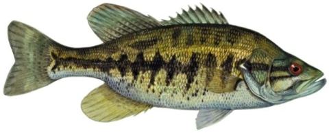 Suwannee Bass