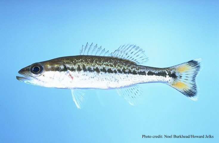 Spotted Bass