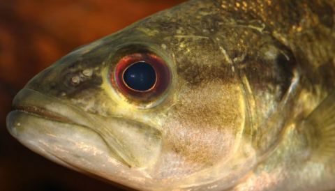 Bass de Guadalupe