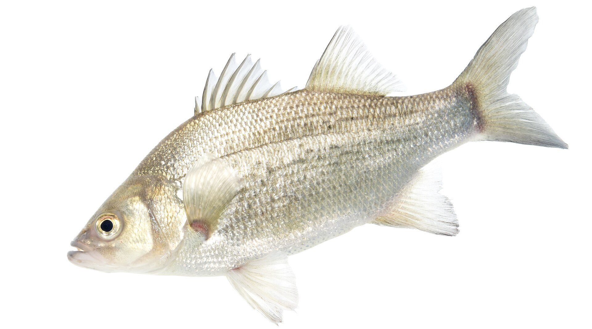 White Bass