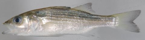 Striped Bass