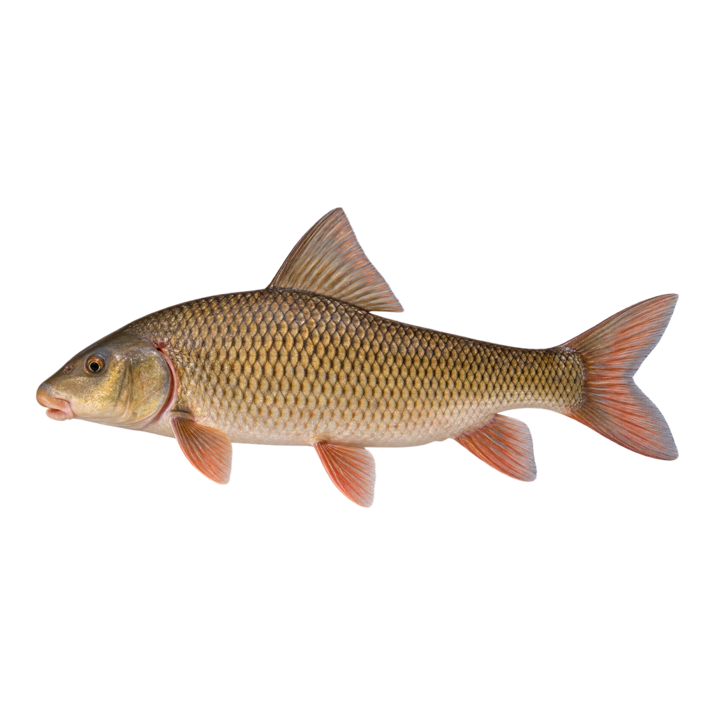 Shorthead Redhorse