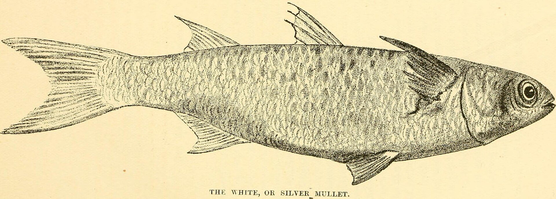White Mullet