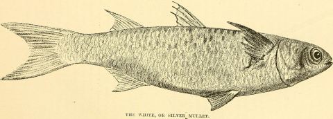 White Mullet
