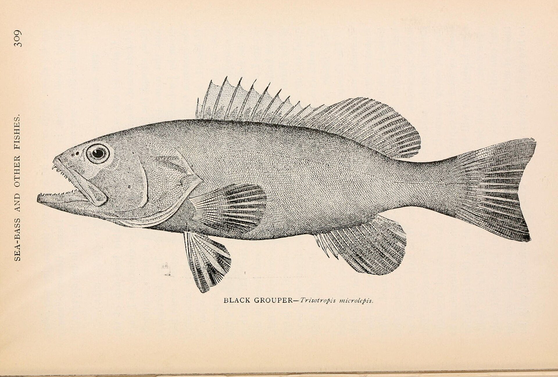Gag Grouper