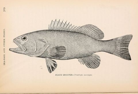 Gag Grouper