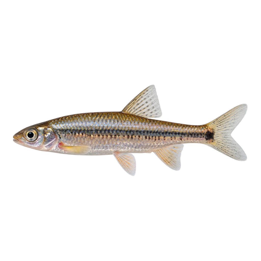 Spottail Shiner