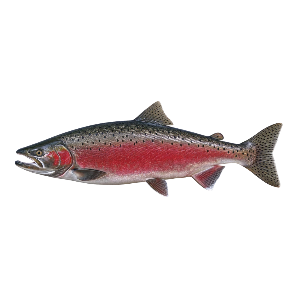 Coho Salmon