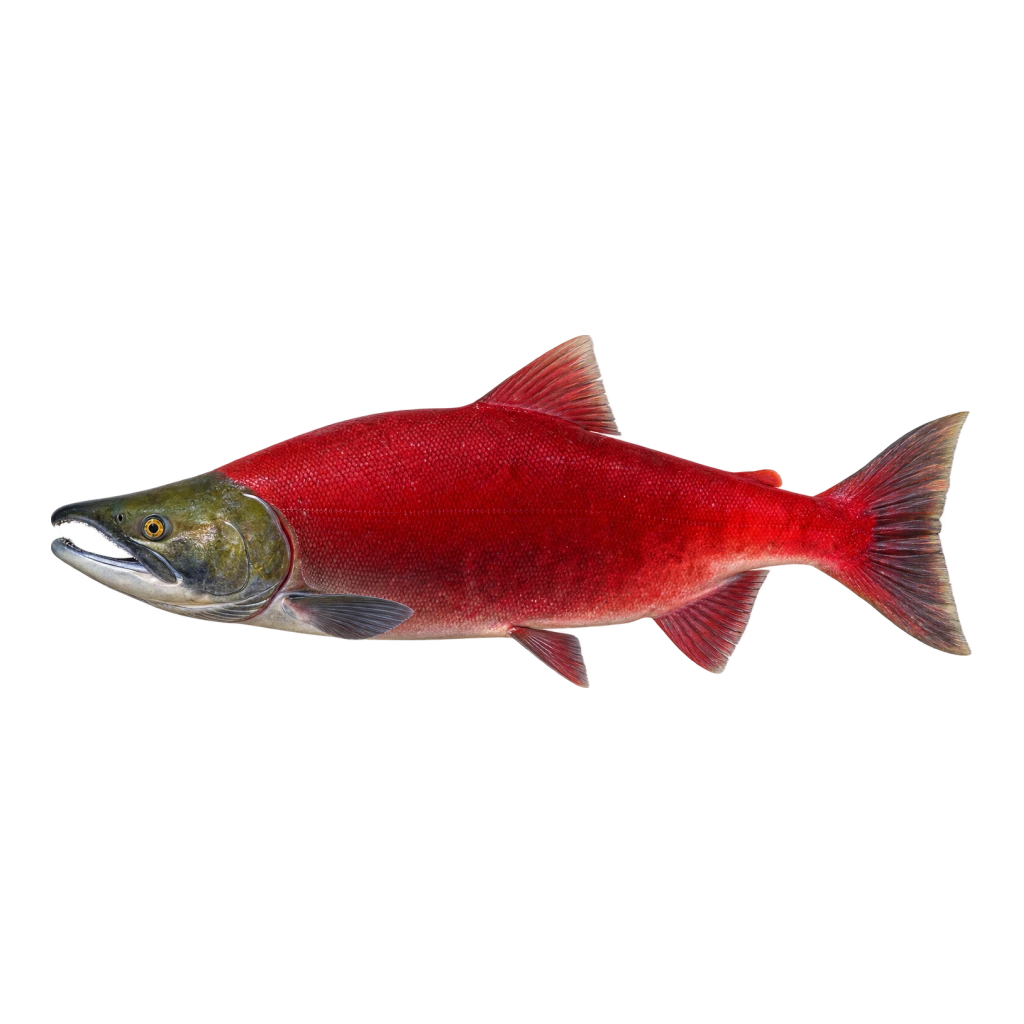 Sockeye Salmon