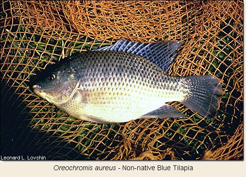 Blue Tilapia