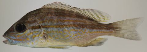Pigfish