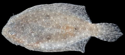 Gulf Flounder
