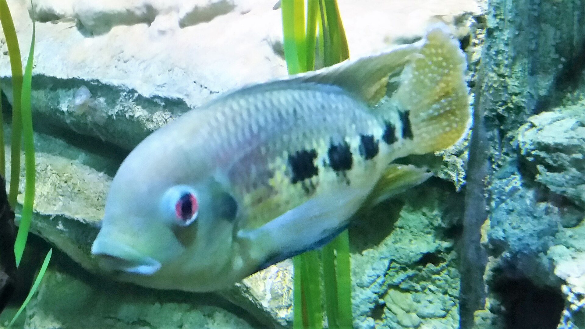 Spotted Tilapia
