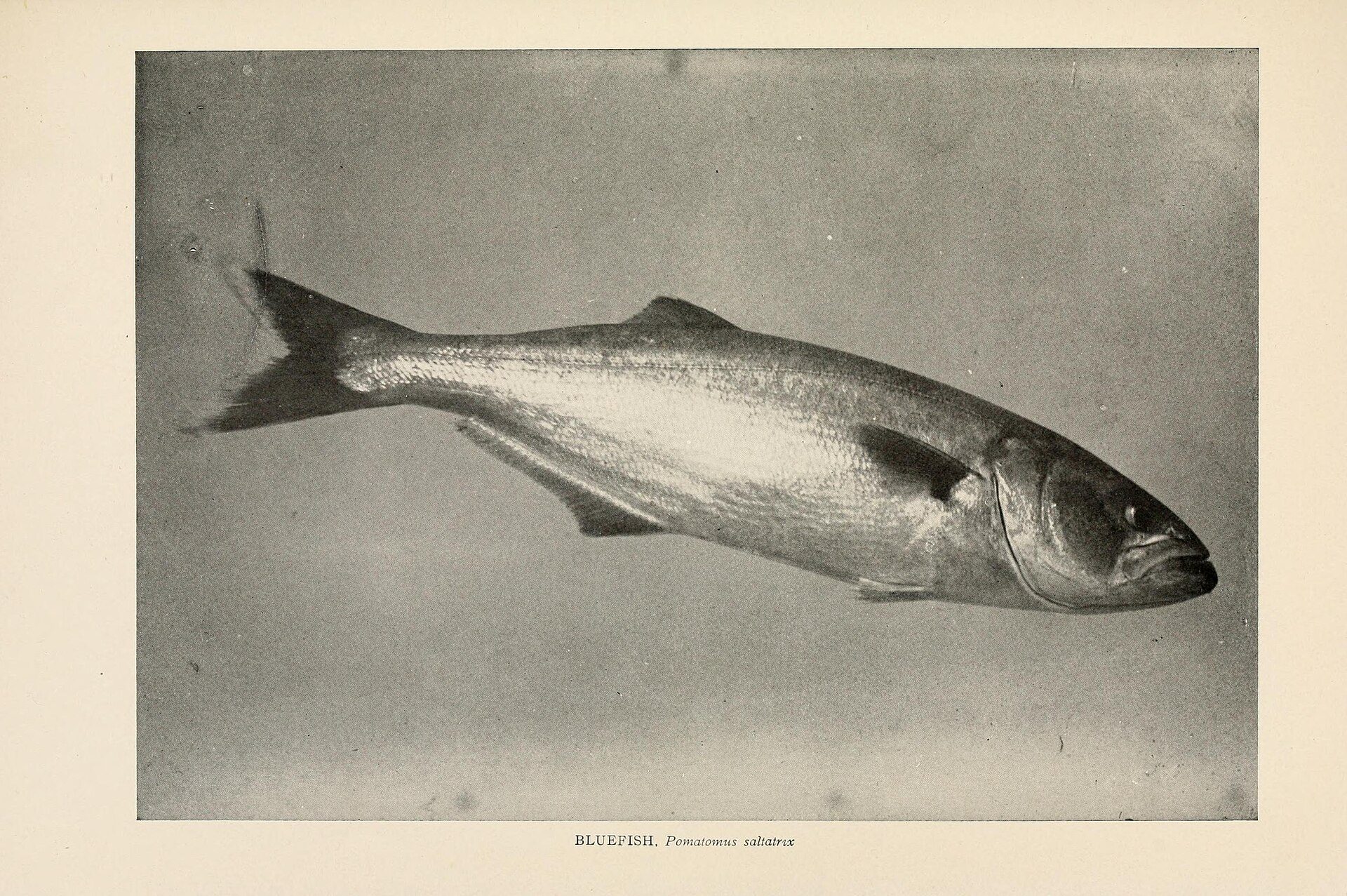 Bluefish