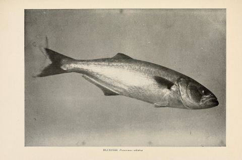 Bluefish