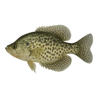 Black Crappie