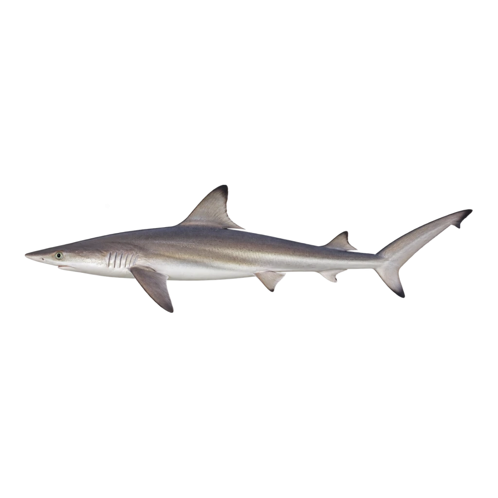 Atlantic Sharpnose Shark