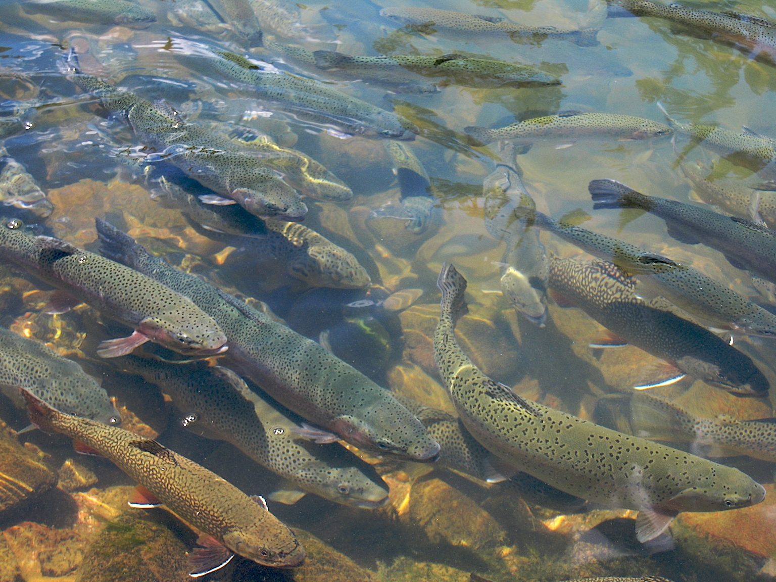 Brown Trout
