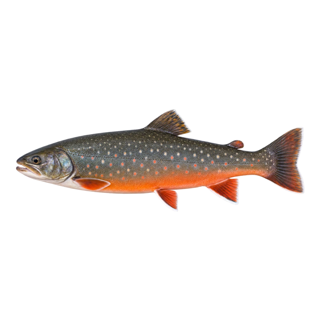 Arctic Char
