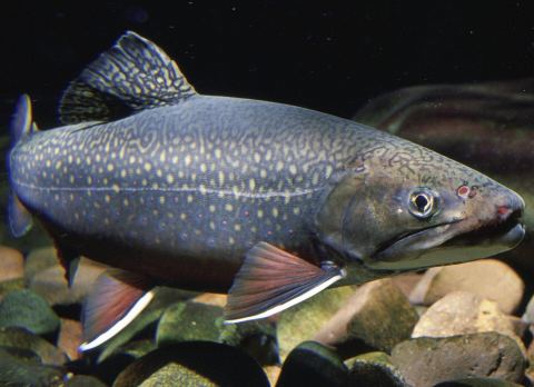Brook Trout