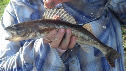 Sauger