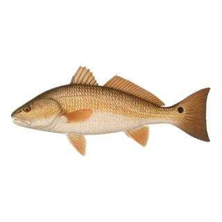 Red Drum