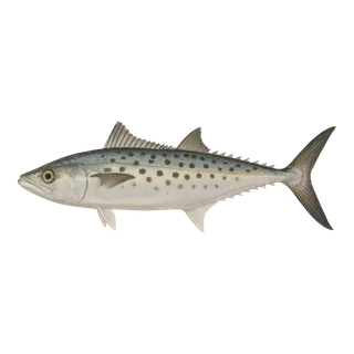 Spanish Mackerel