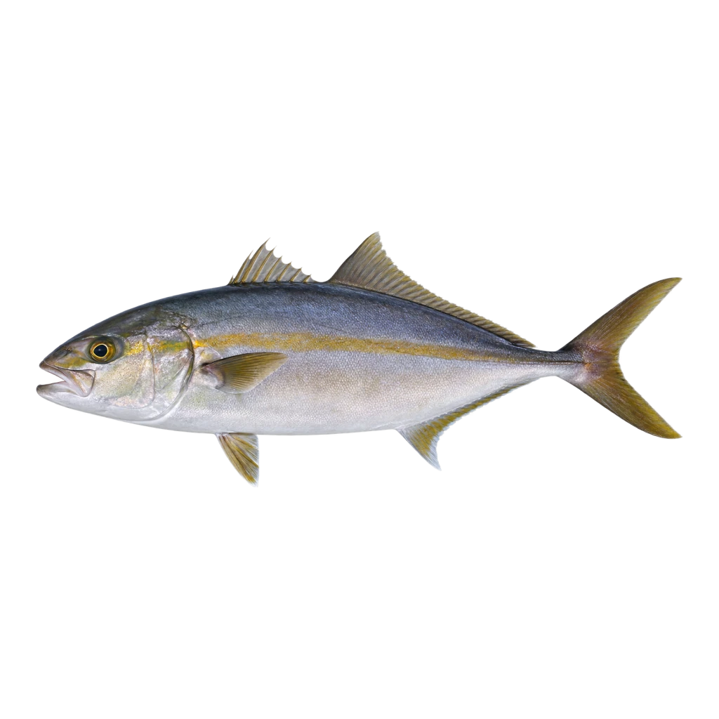 Lesser Amberjack