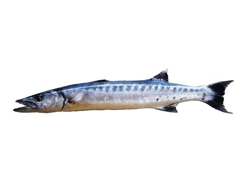 Great Barracuda