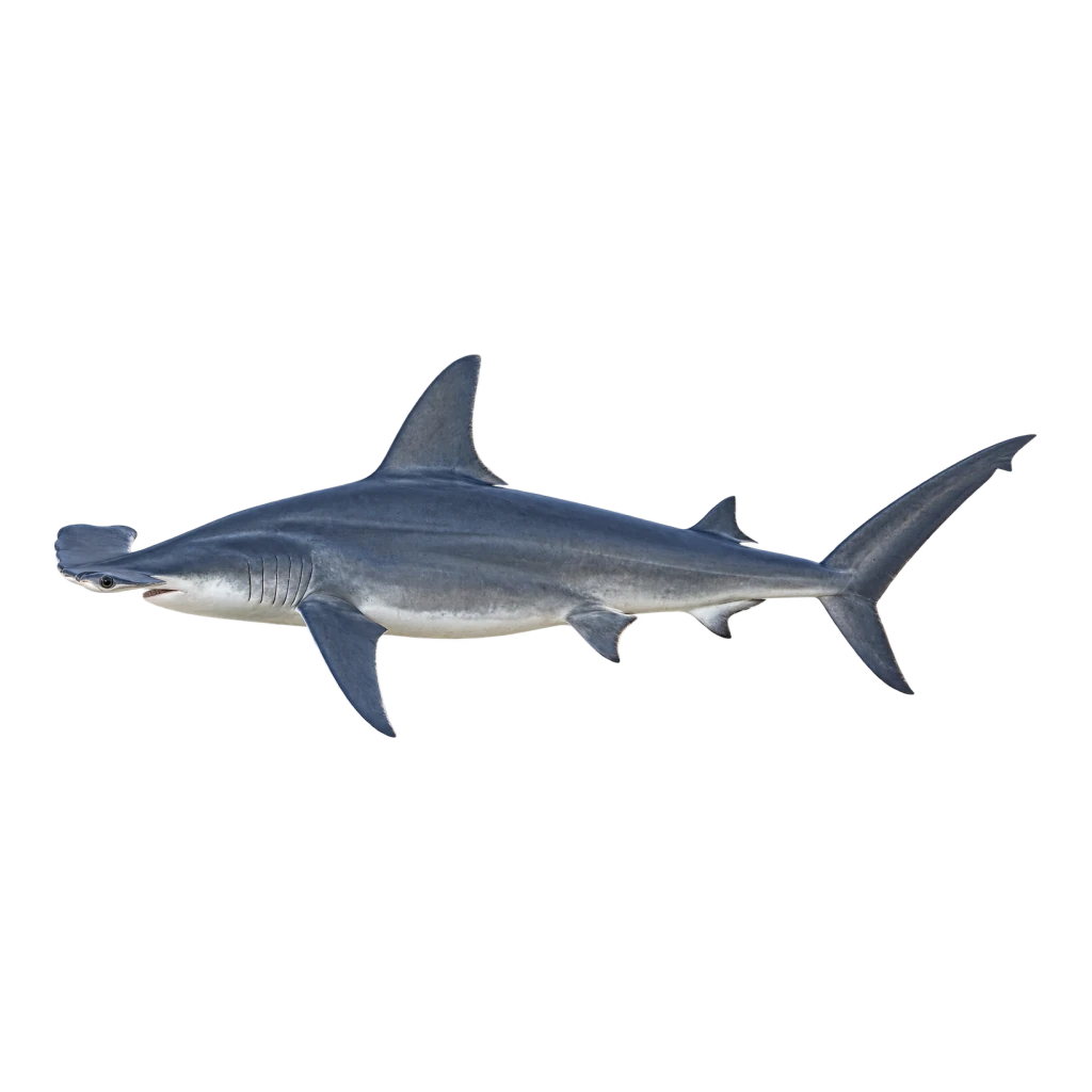 Scalloped Hammerhead