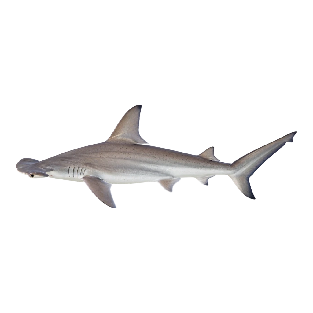 Bonnethead