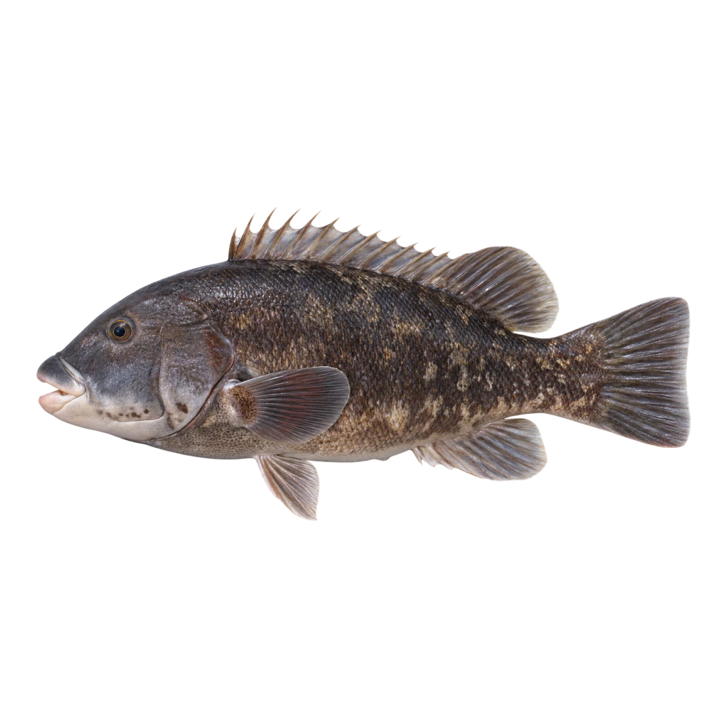 Tautog