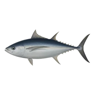Albacore Tuna