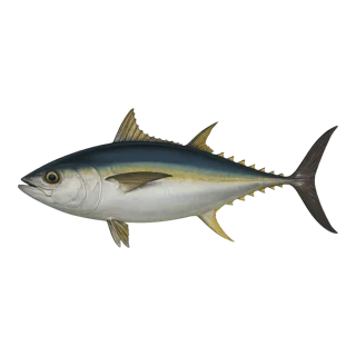 Bigeye Tuna