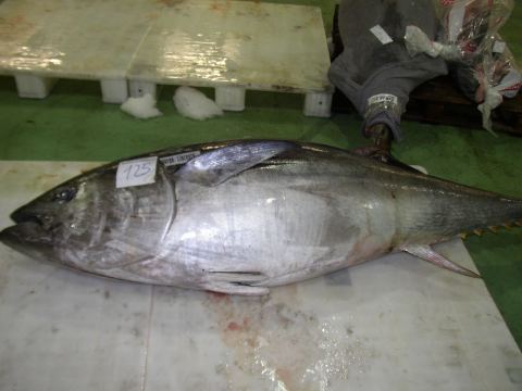 Bluefin Tuna