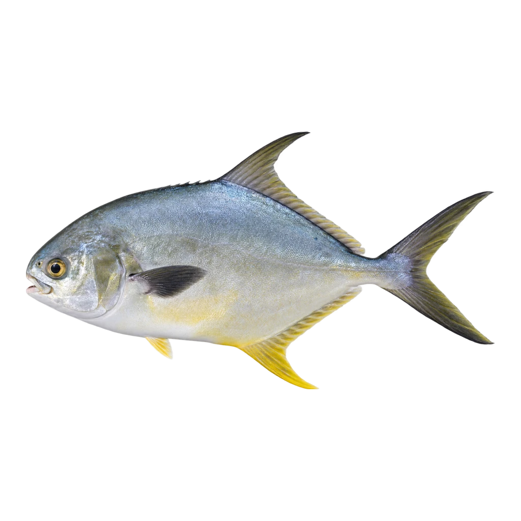 Florida Pompano