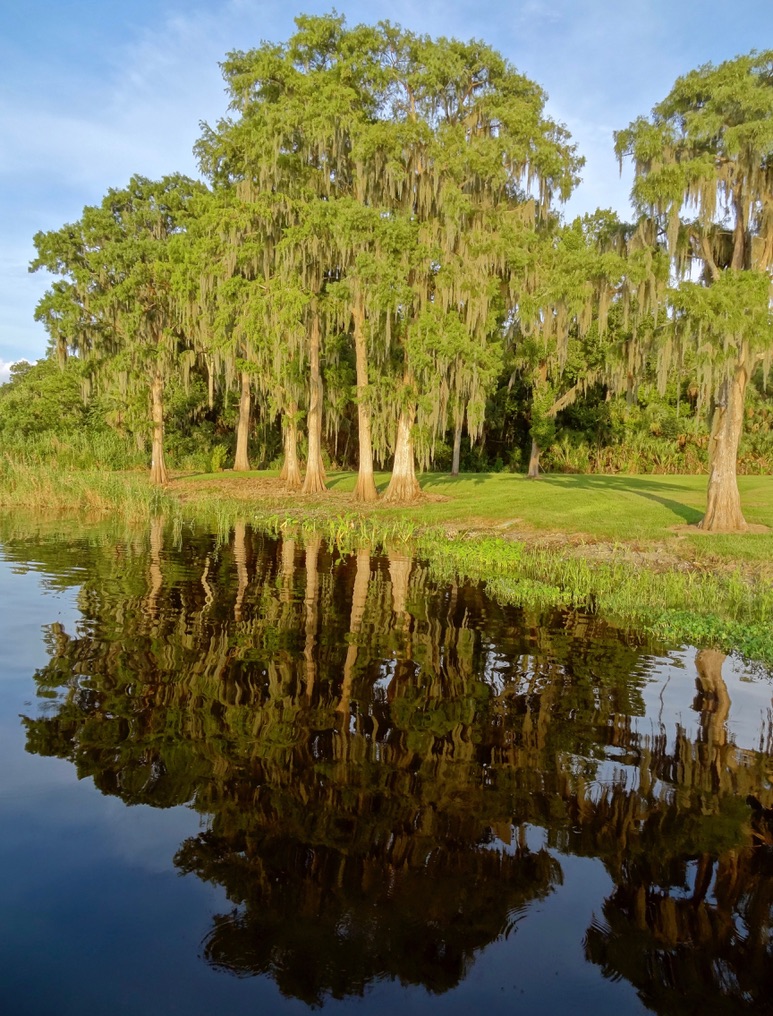Trees on the Shore of Lake Jesup (FL).jpg