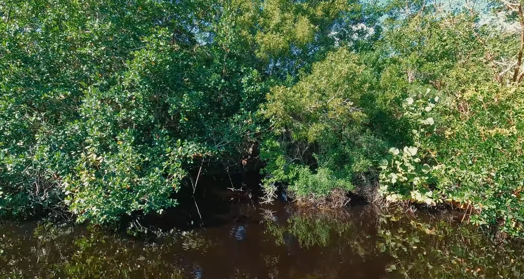 The Everglades