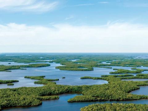 The Everglades